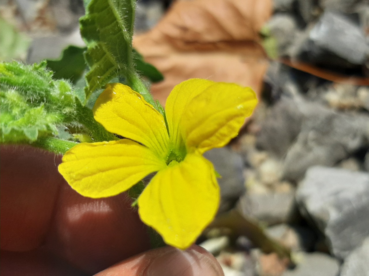 Cucumis melo