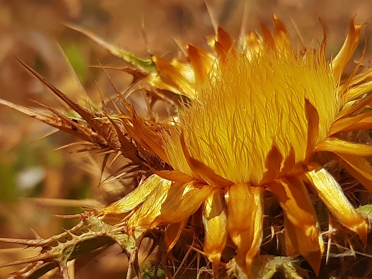 Carlina libanotica