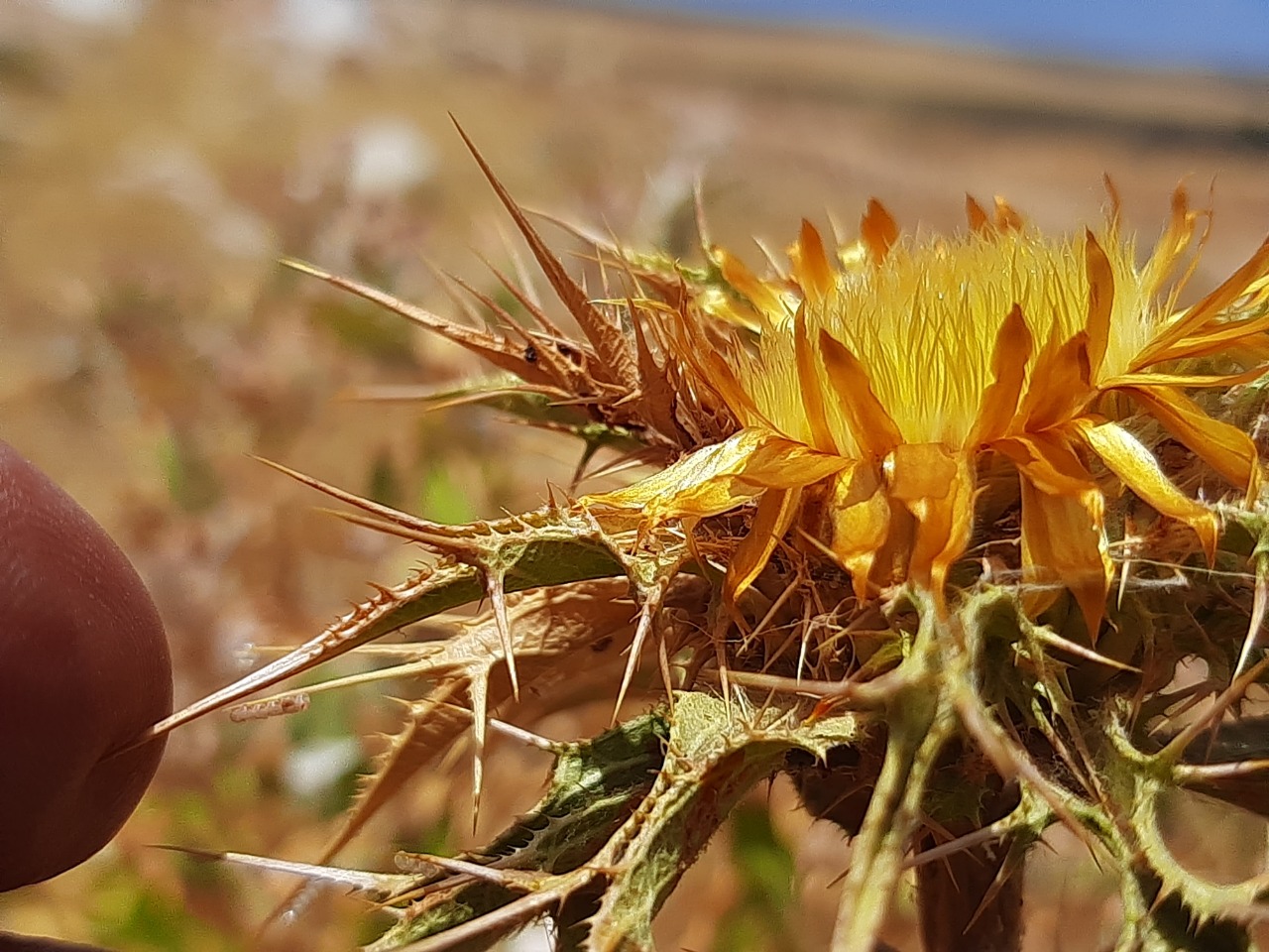 Carlina libanotica