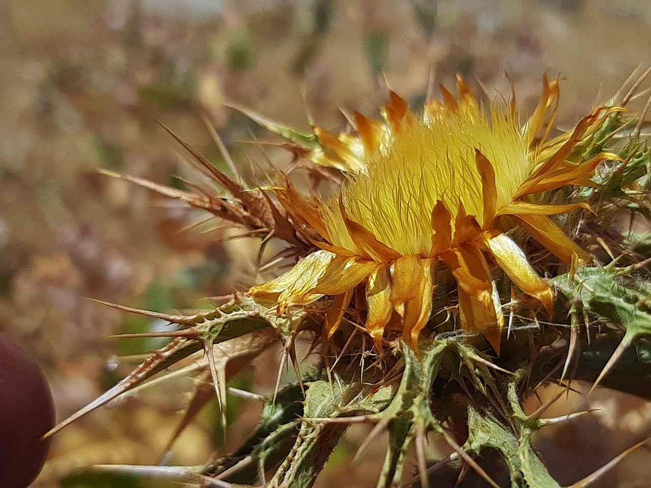 Carlina libanotica