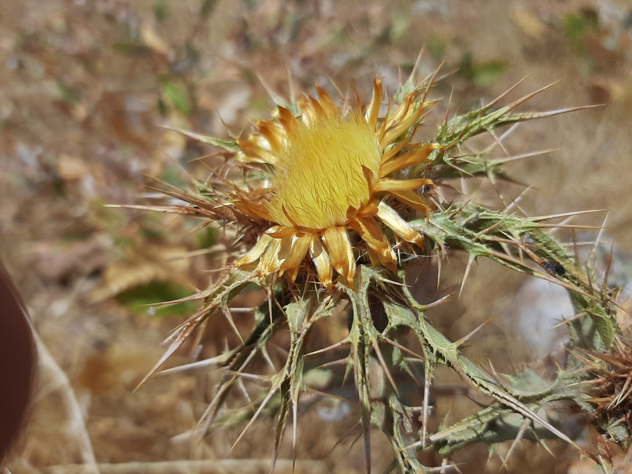 Carlina libanotica