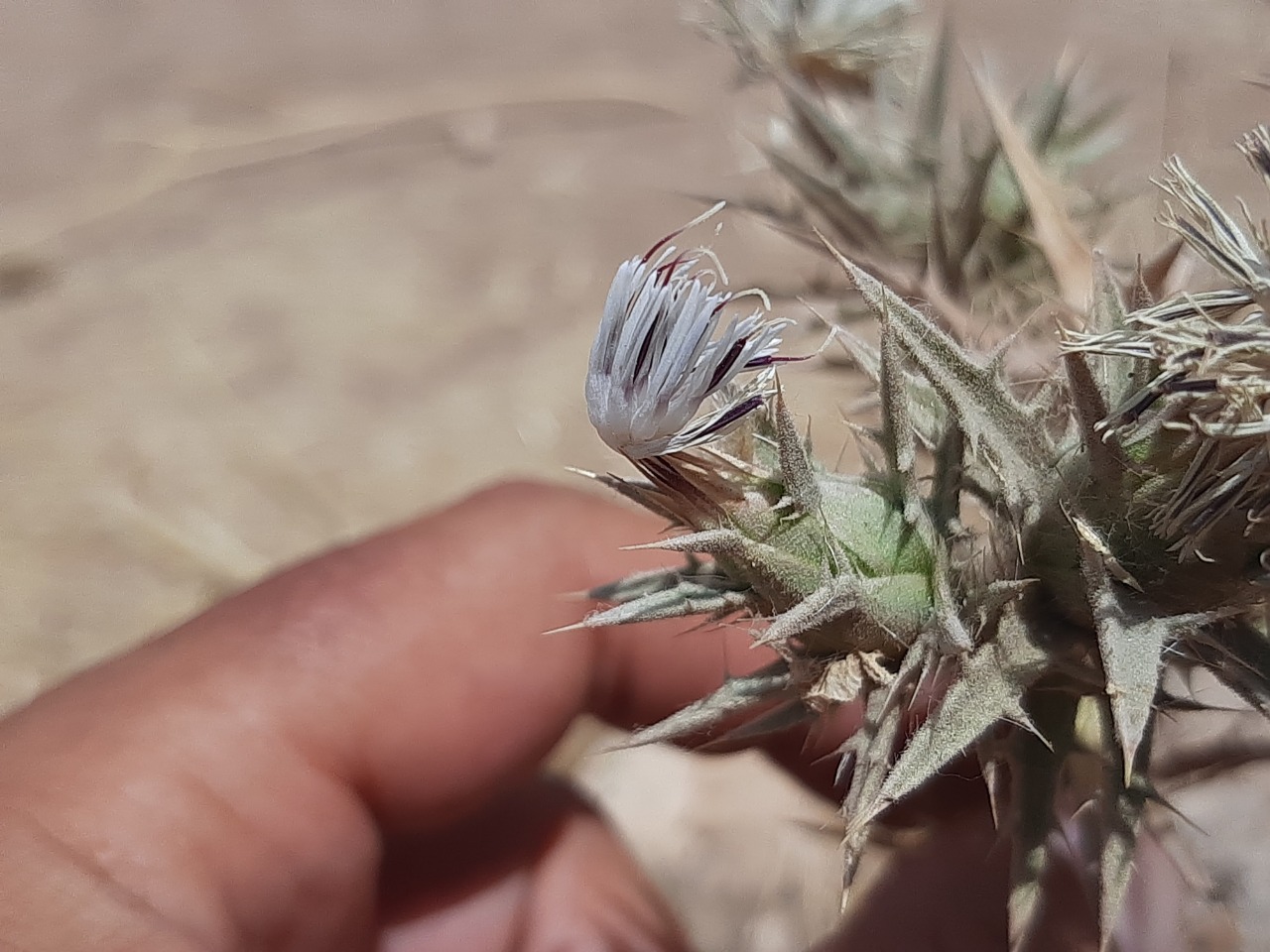 Carthamus glaucus