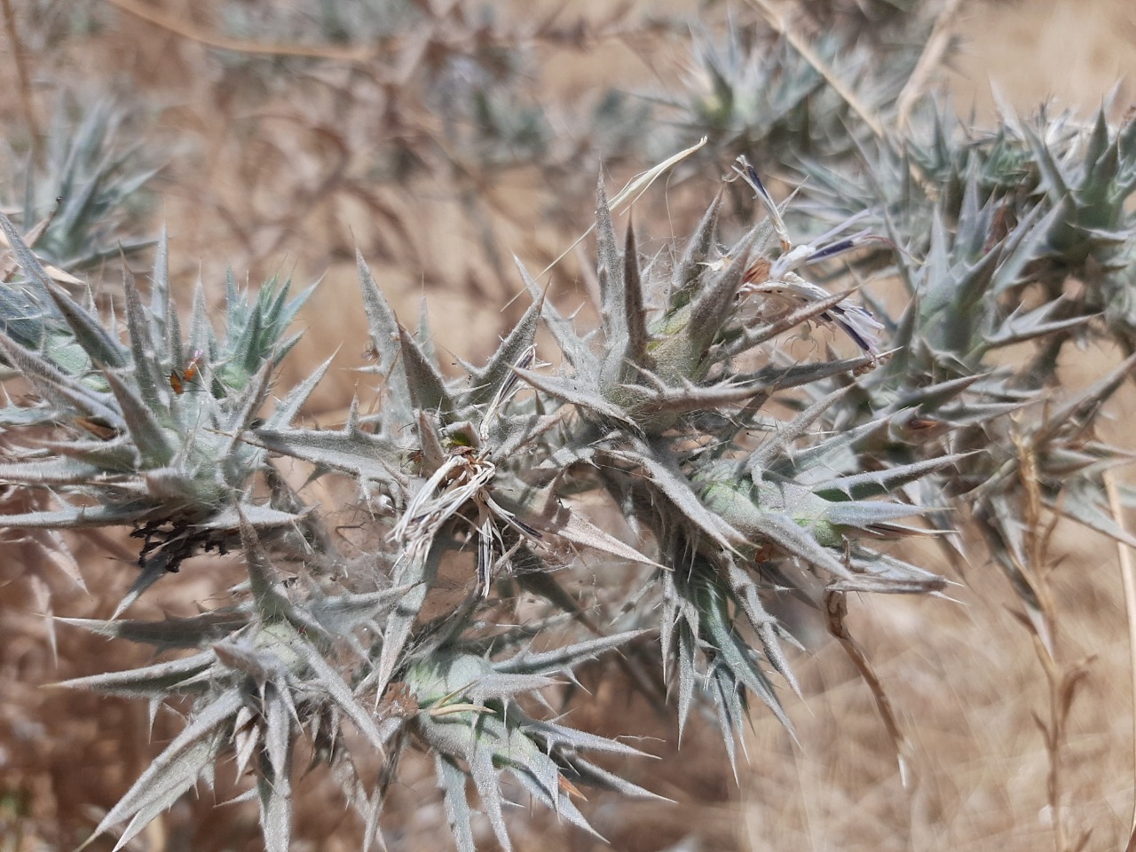 Carthamus glaucus