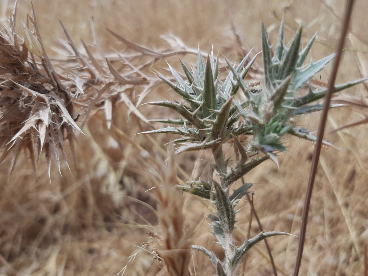 Carthamus glaucus