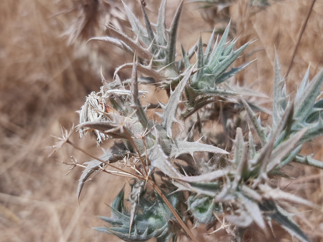 Carthamus glaucus