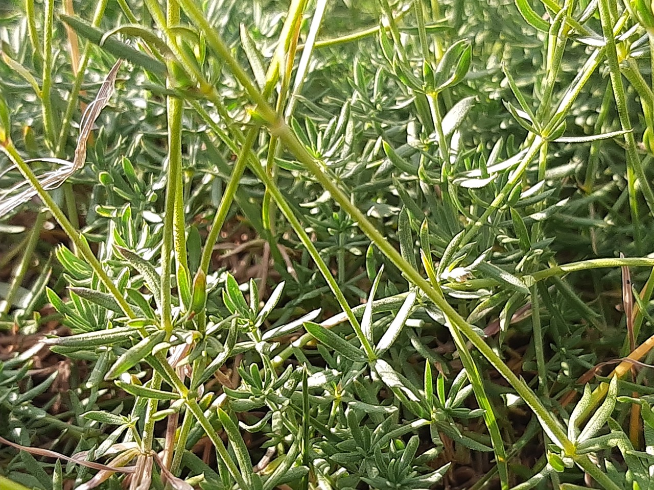 Asperula prostrata