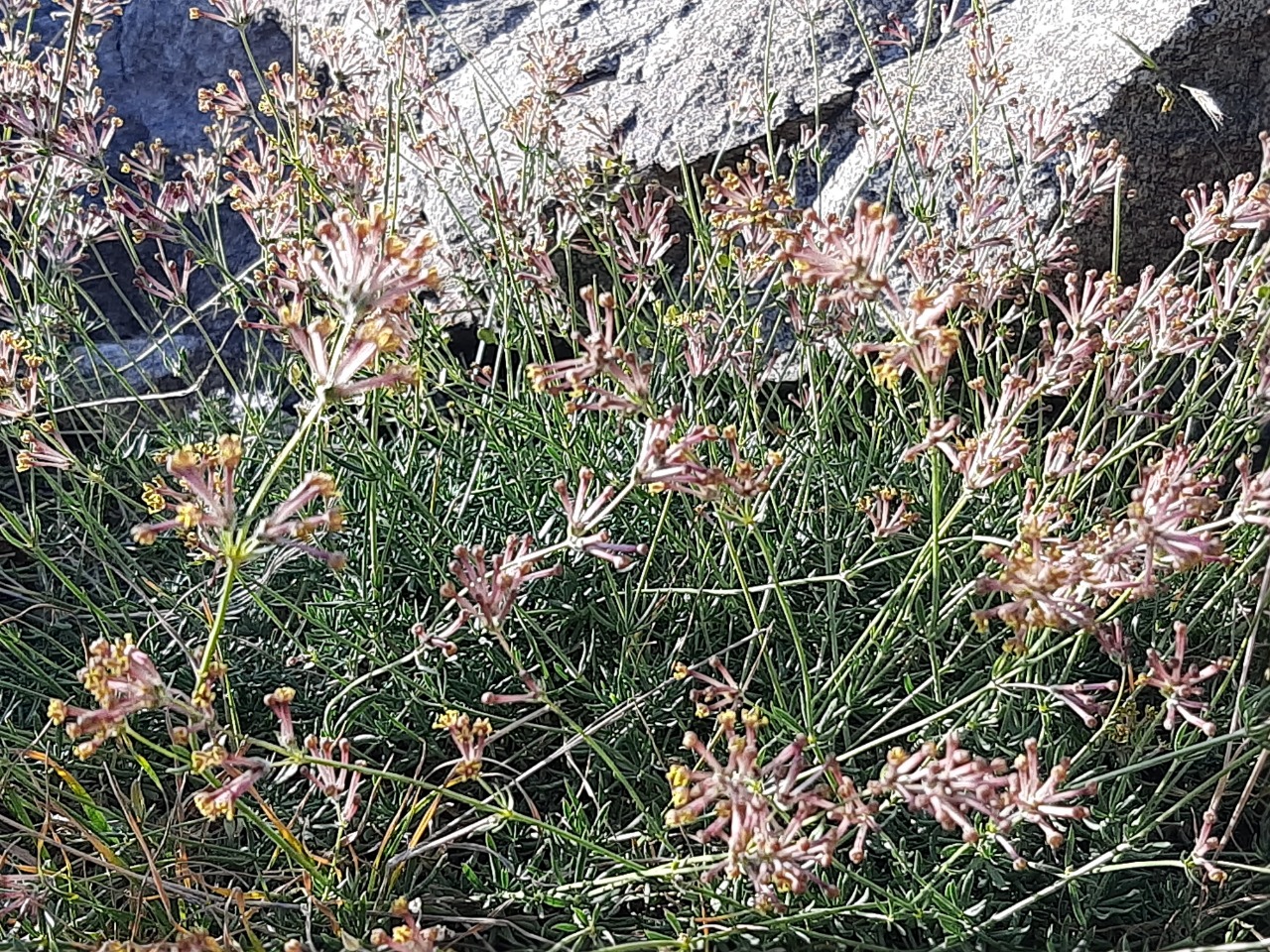 Asperula prostrata