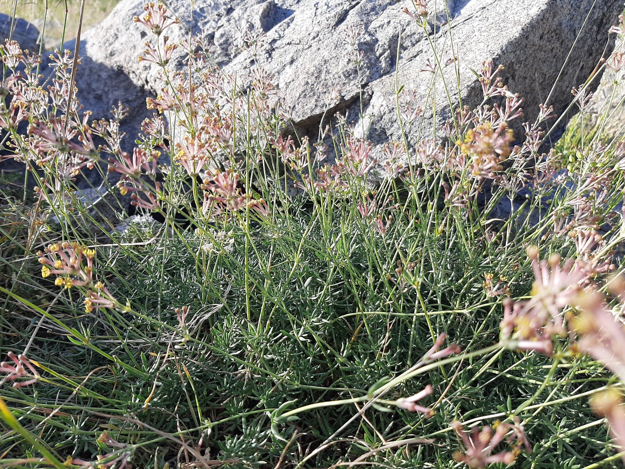 Asperula prostrata