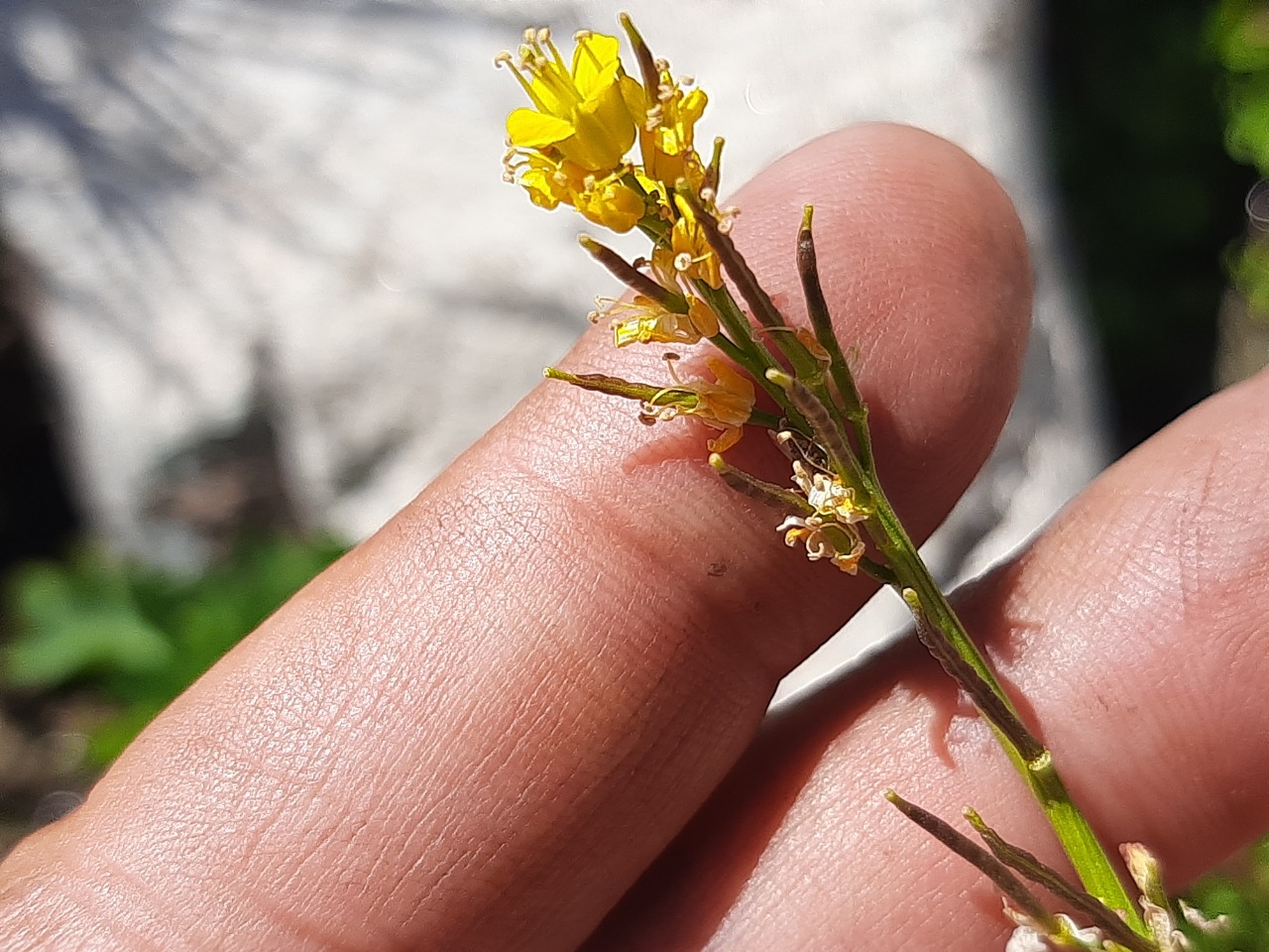 Barbarea platycarpa