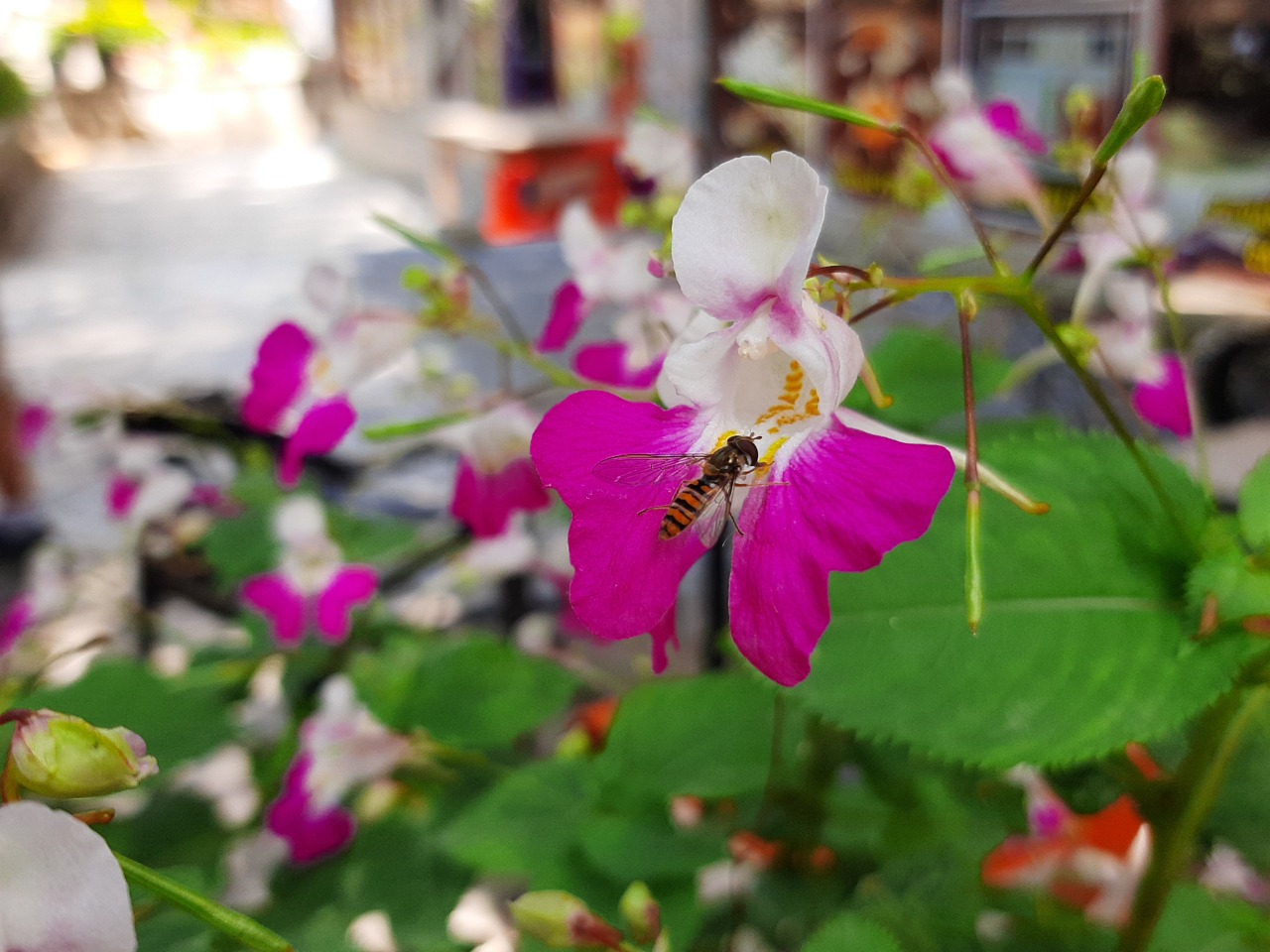 Impatiens balfourii