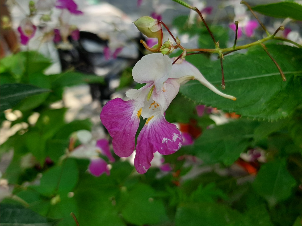 Impatiens balfourii