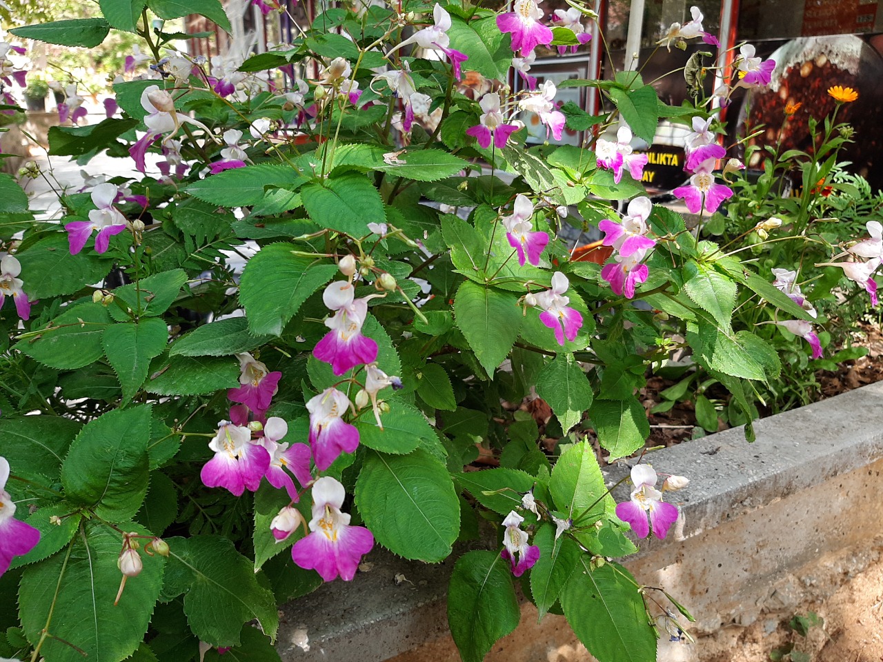 Impatiens balfourii