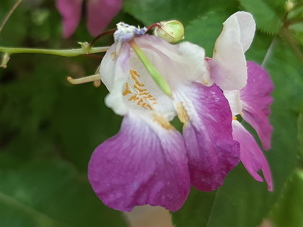 Impatiens balfourii