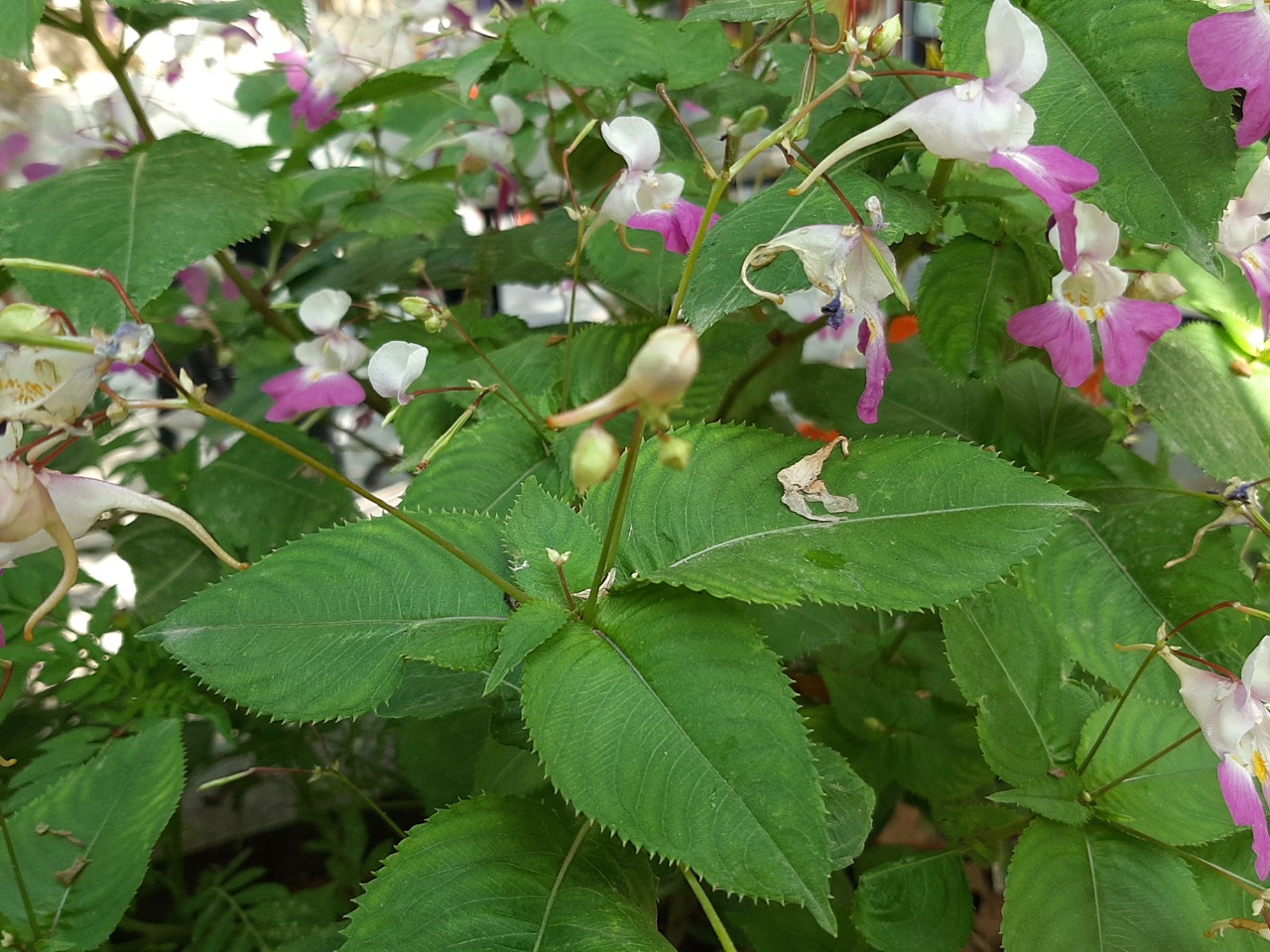 Impatiens balfourii