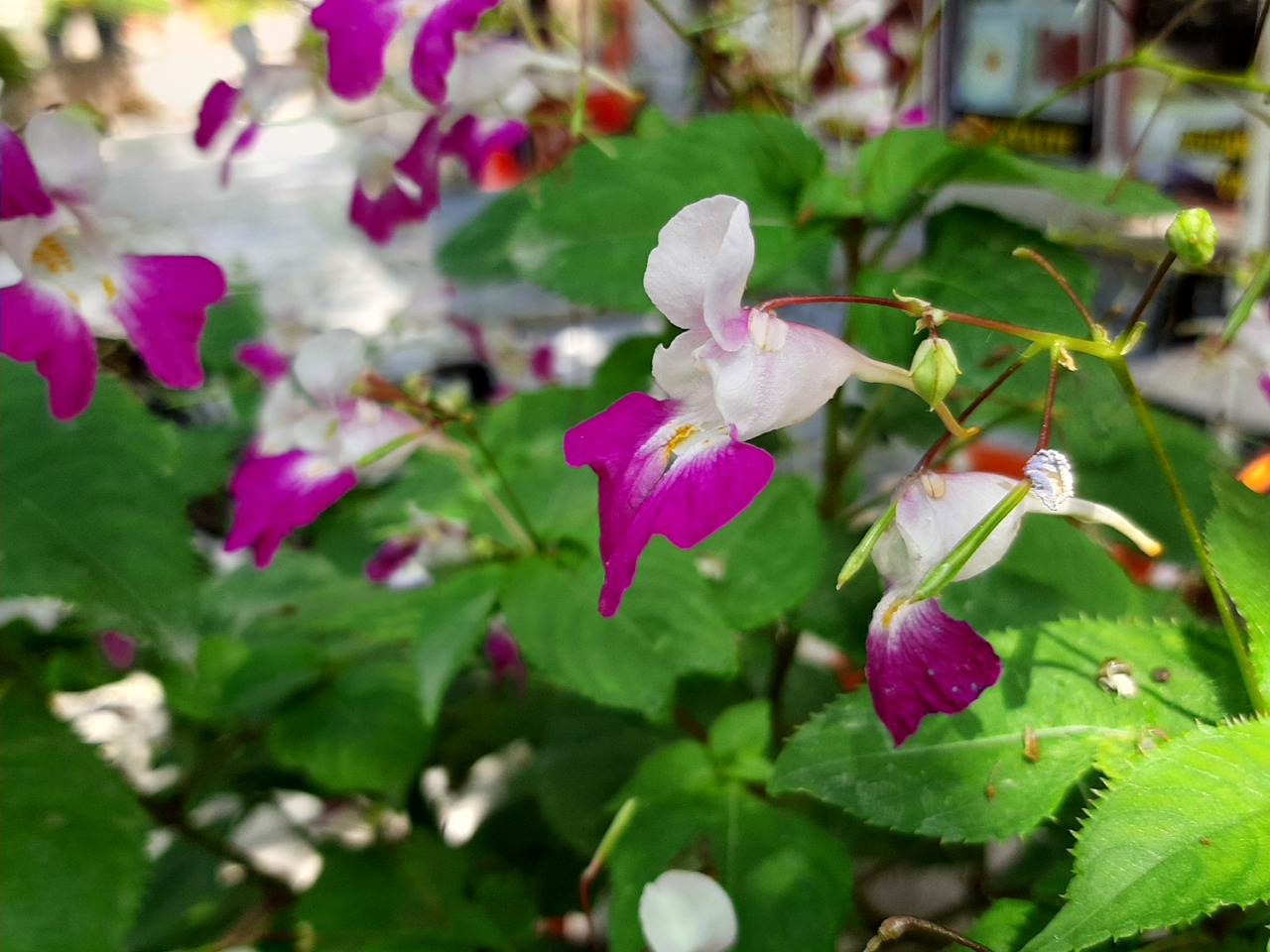 Impatiens balfourii