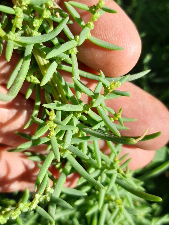 Suaeda splendens