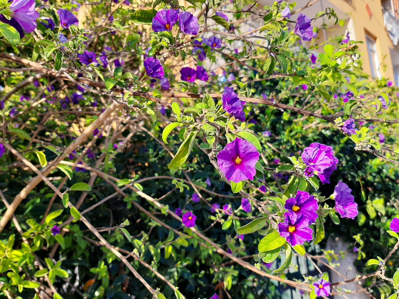 Solanum rantonnetii