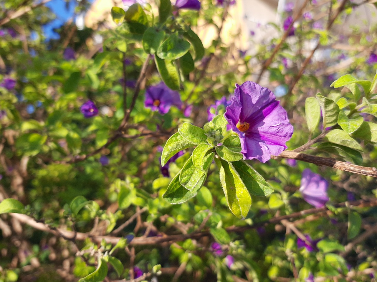 Solanum rantonnetii