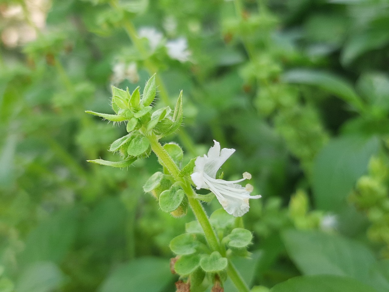 Ocimum basilicum