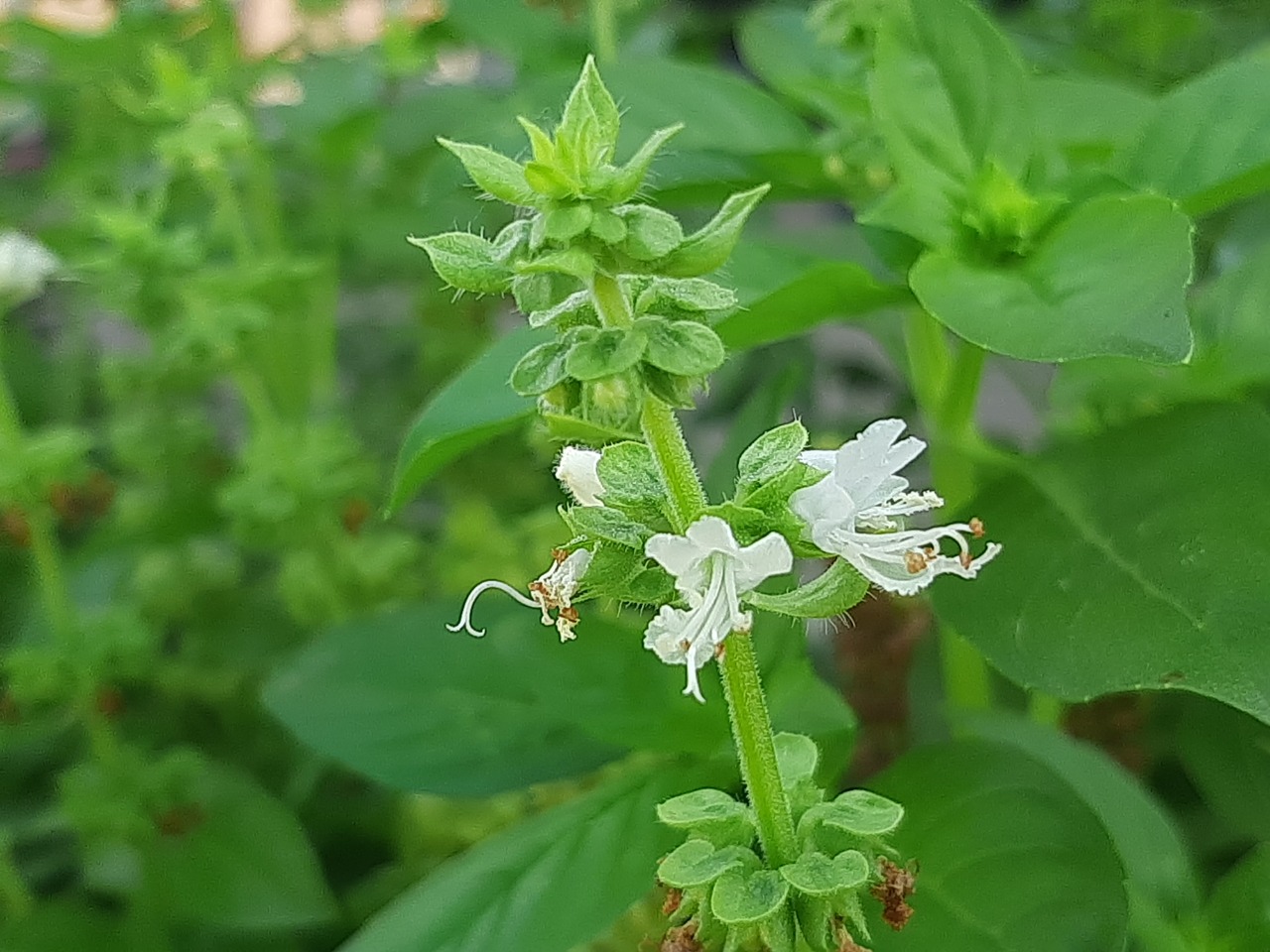 Ocimum basilicum