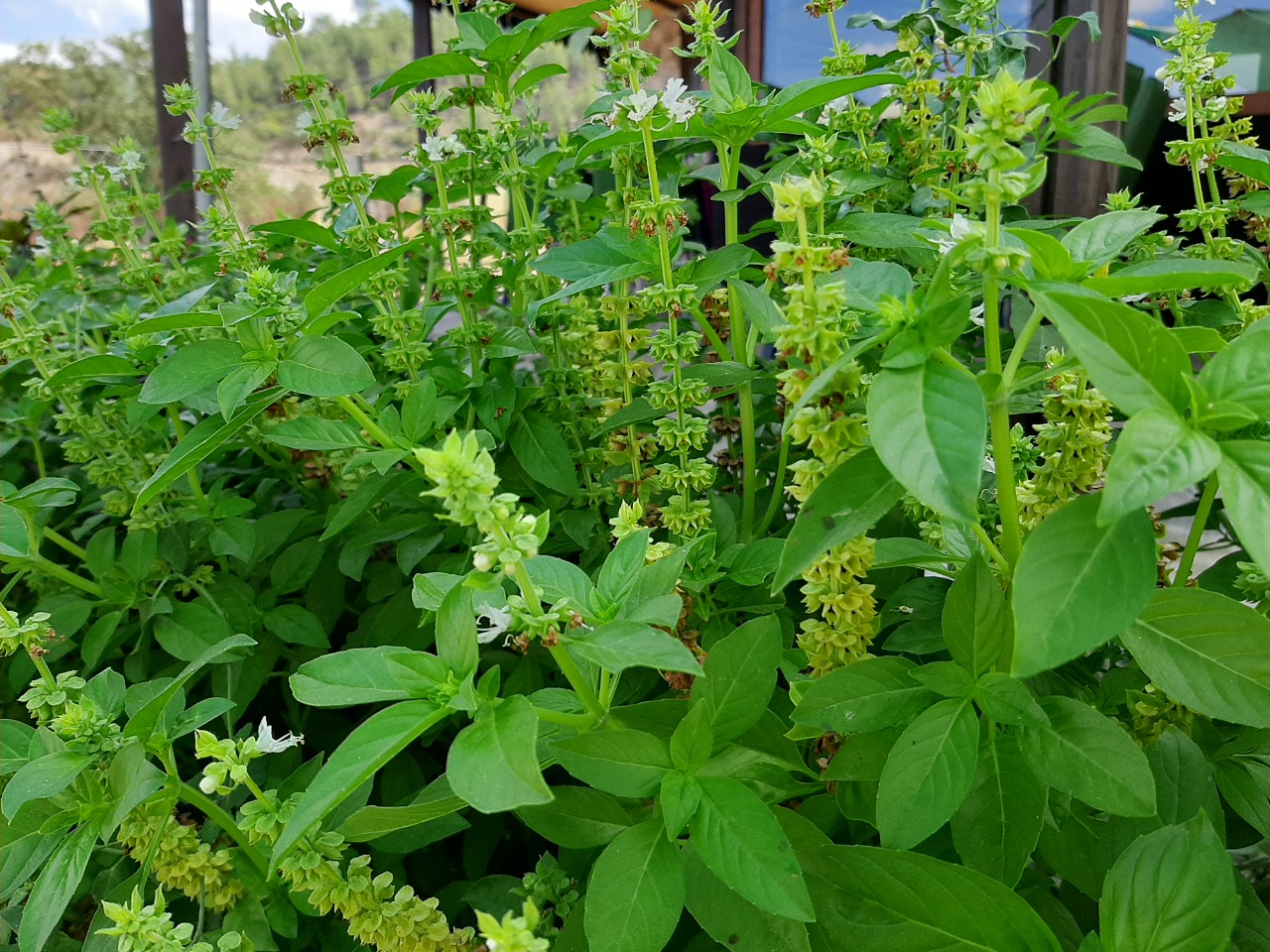 Ocimum basilicum