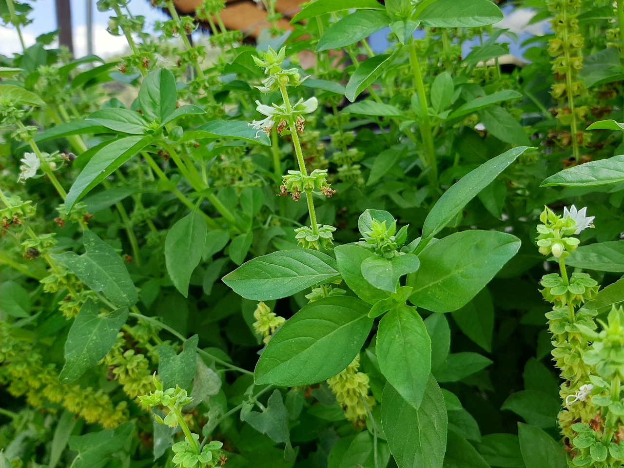 Ocimum basilicum