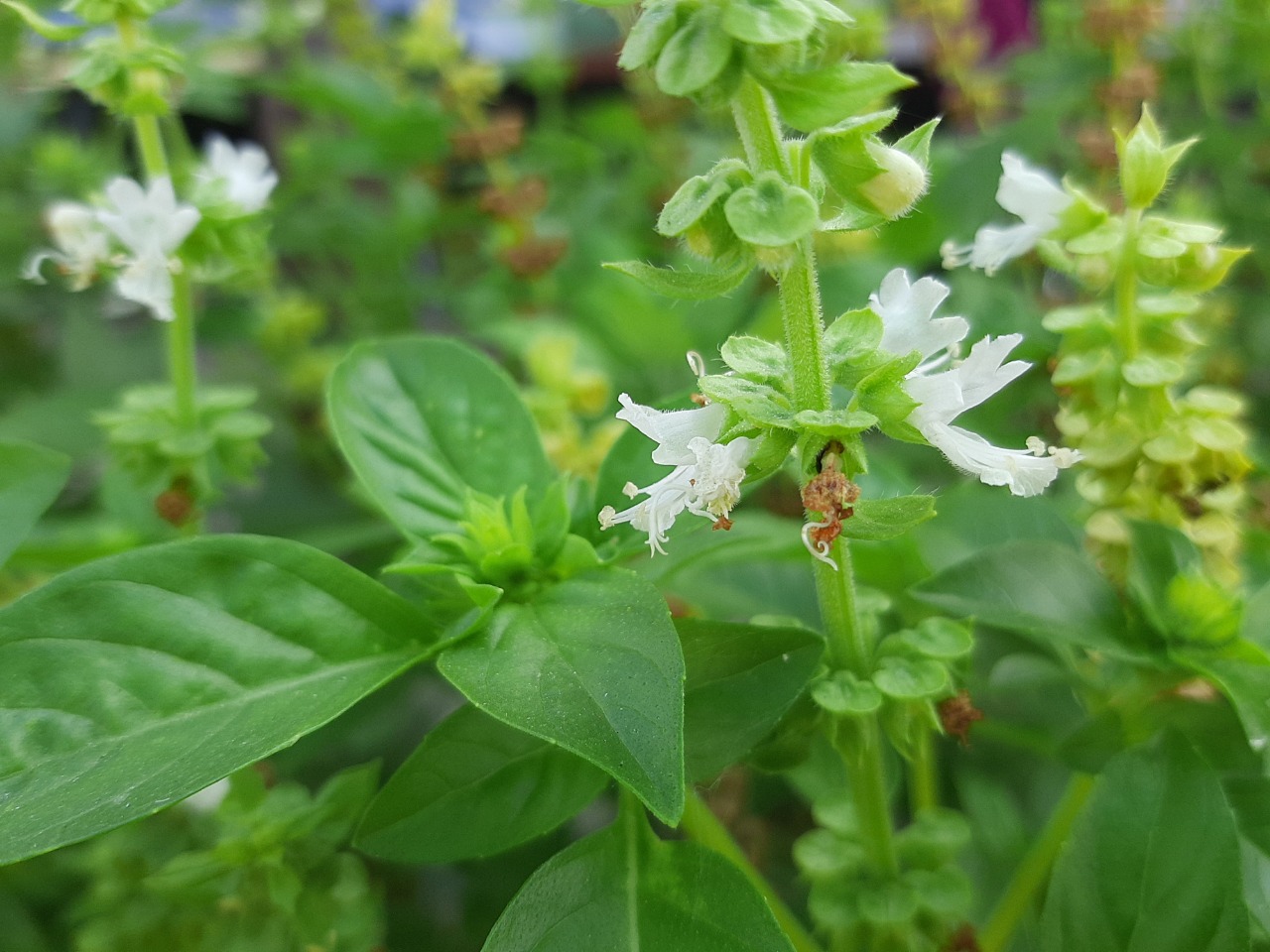 Ocimum basilicum