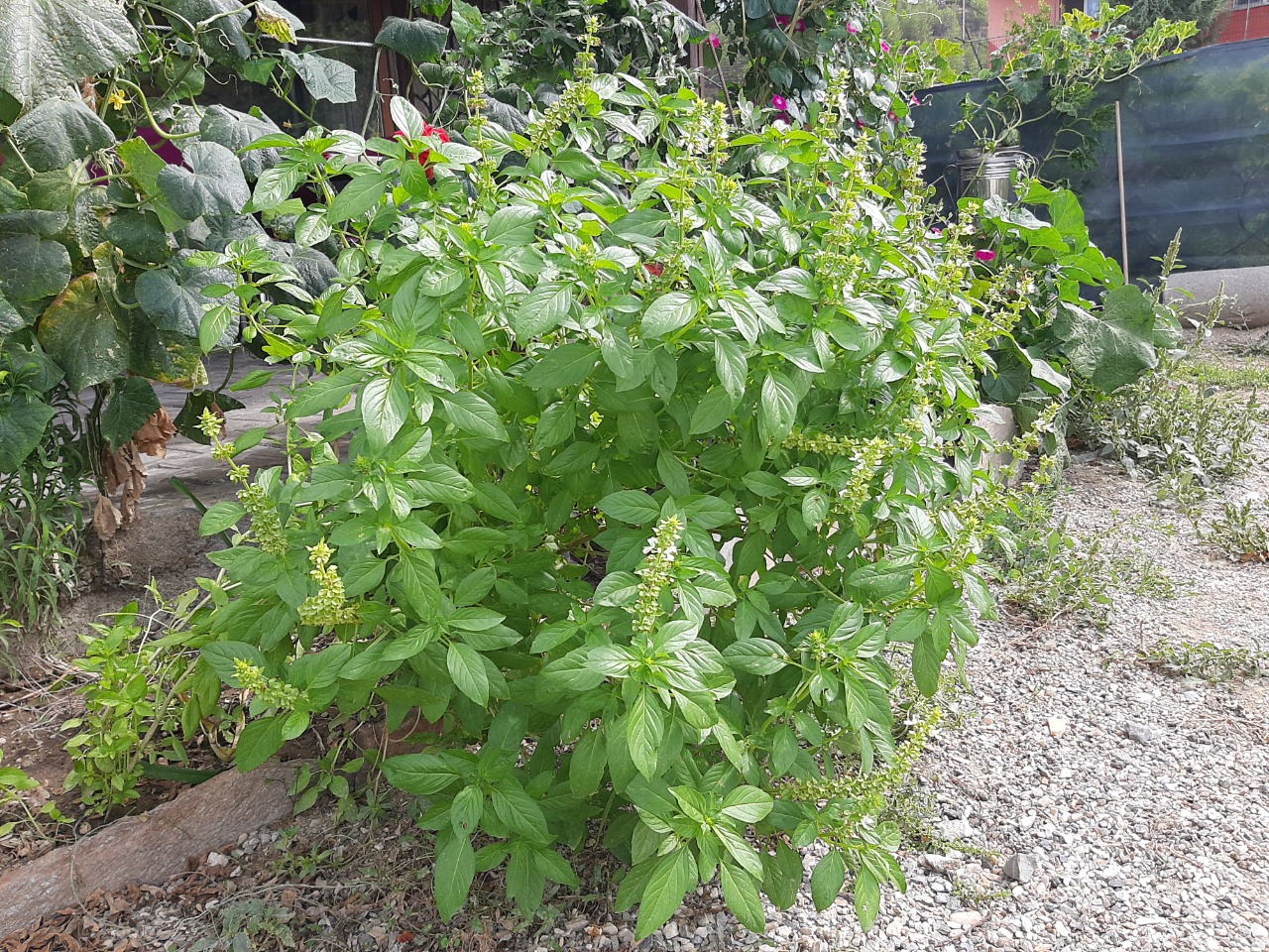 Ocimum basilicum