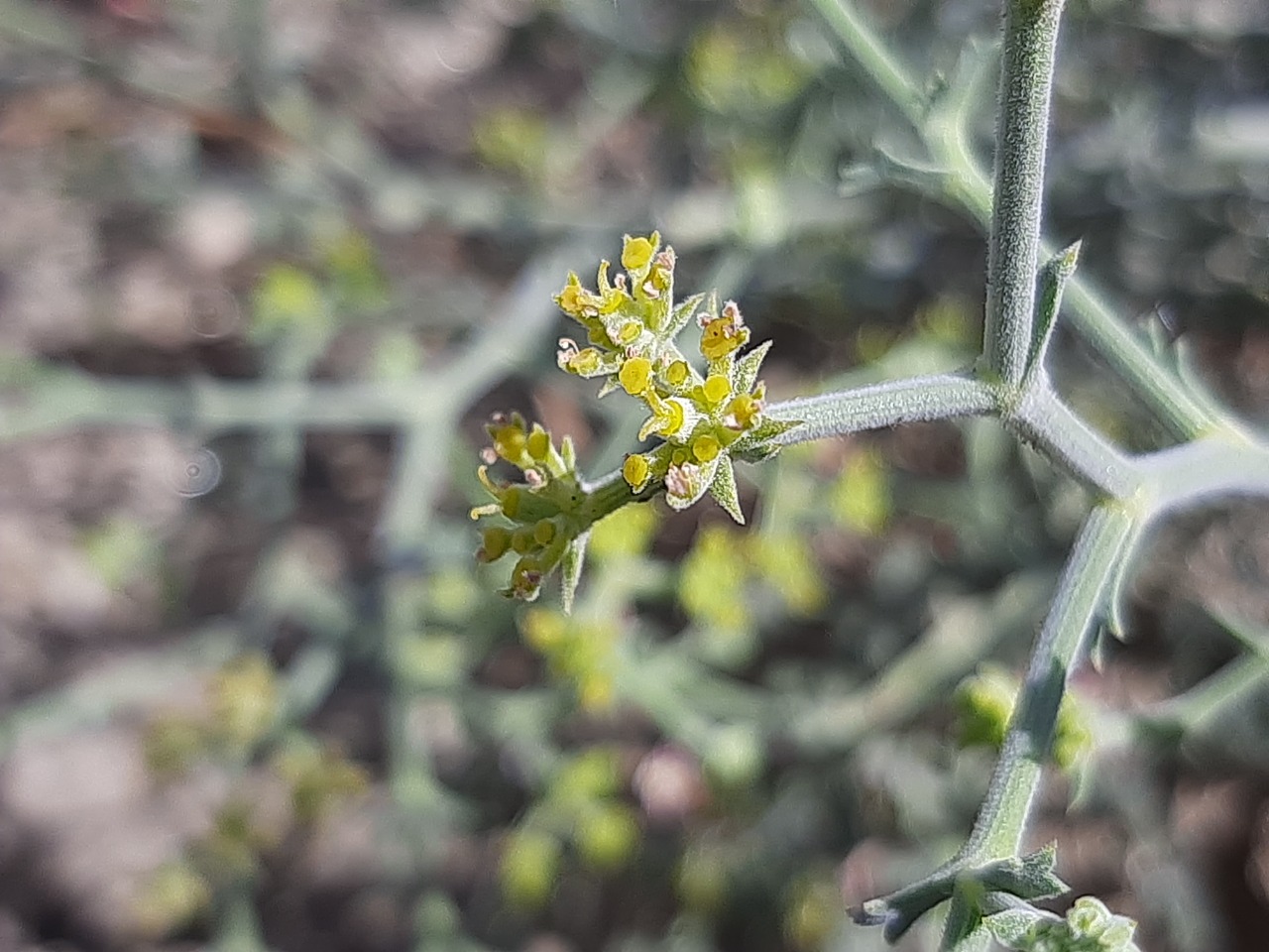 Echinophora tenuifolia