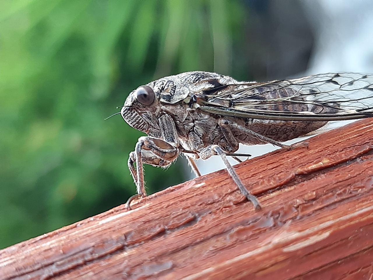 Cicada mordoganensis