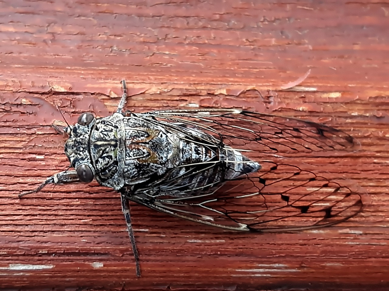 Cicada mordoganensis