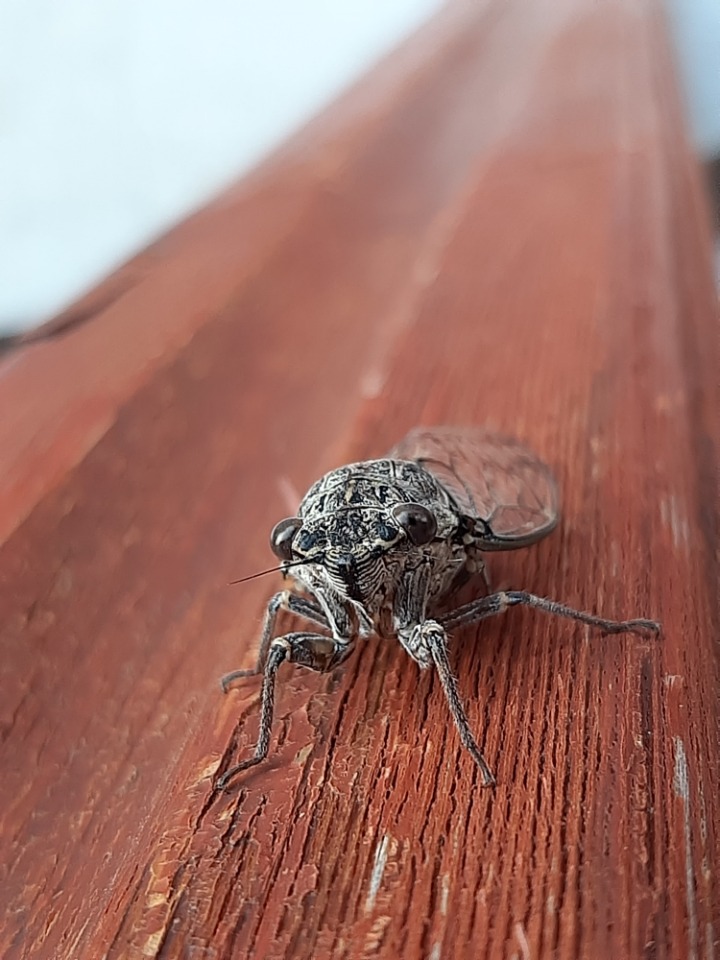 Cicada mordoganensis