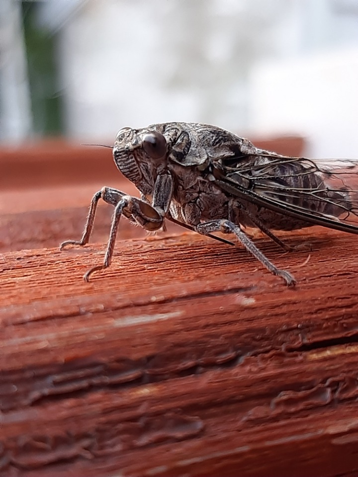 Cicada mordoganensis