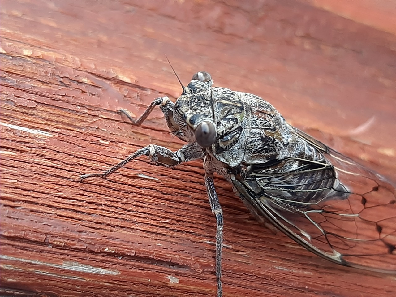 Cicada mordoganensis