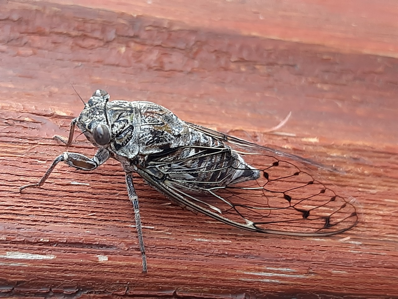 Cicada mordoganensis