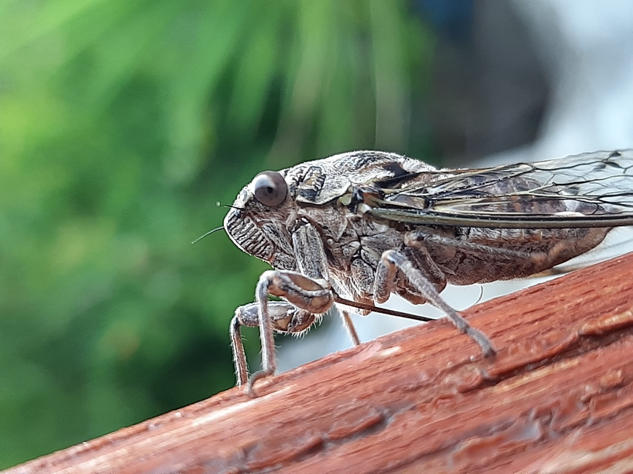 Cicada mordoganensis