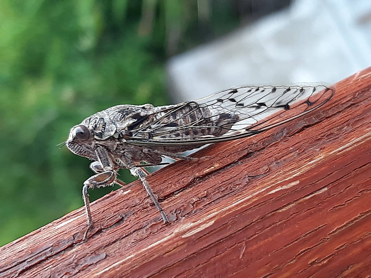 Cicada mordoganensis