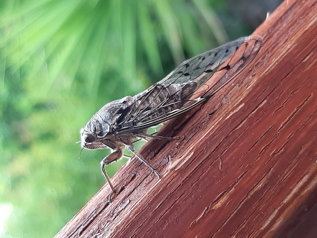 Cicada mordoganensis