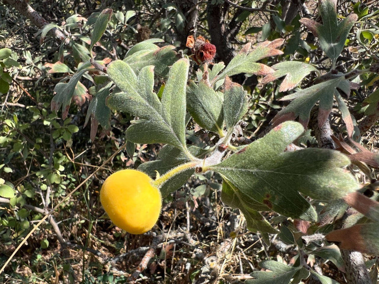 Crataegus x bornmuelleri