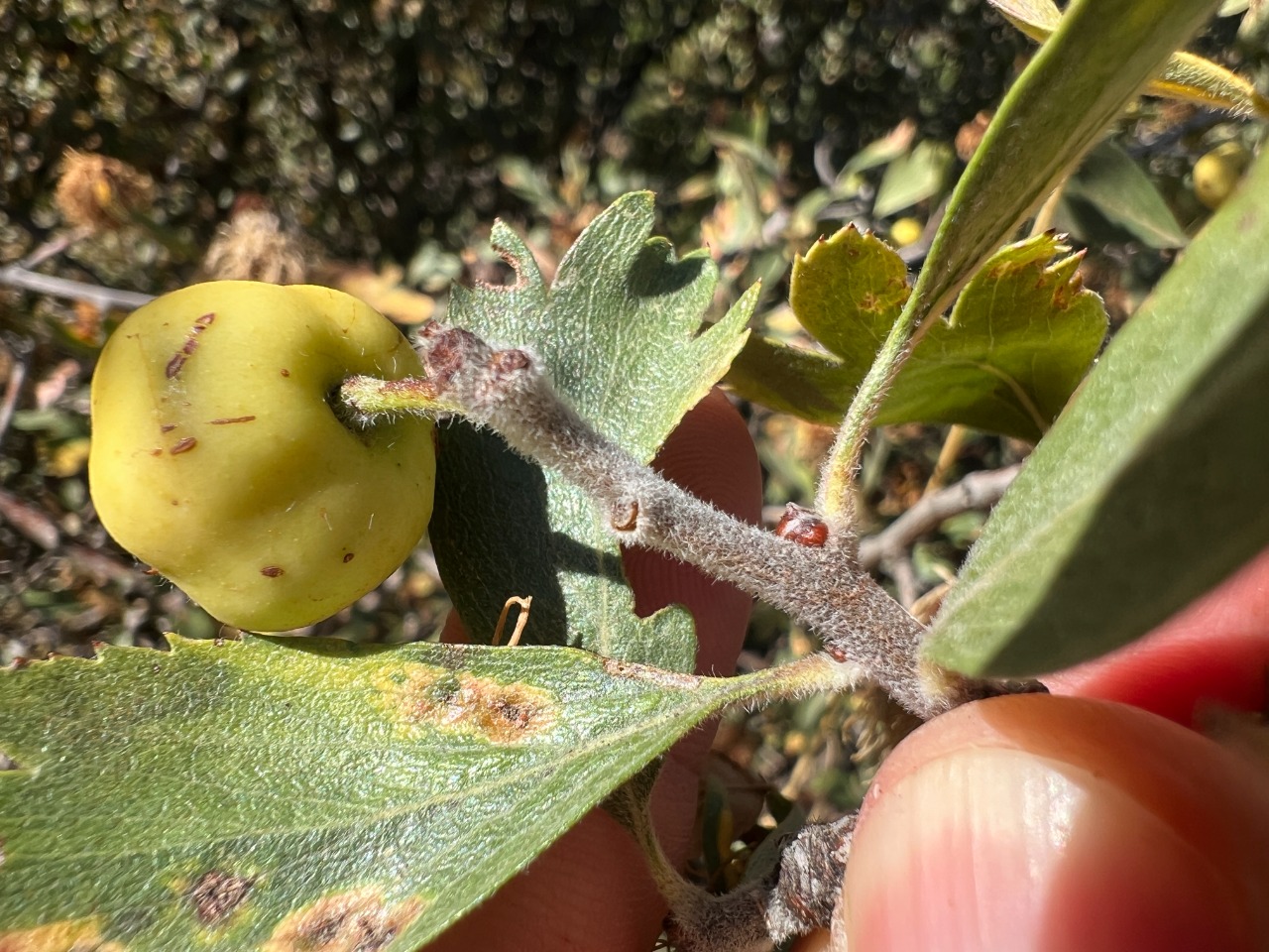 Crataegus x bornmuelleri