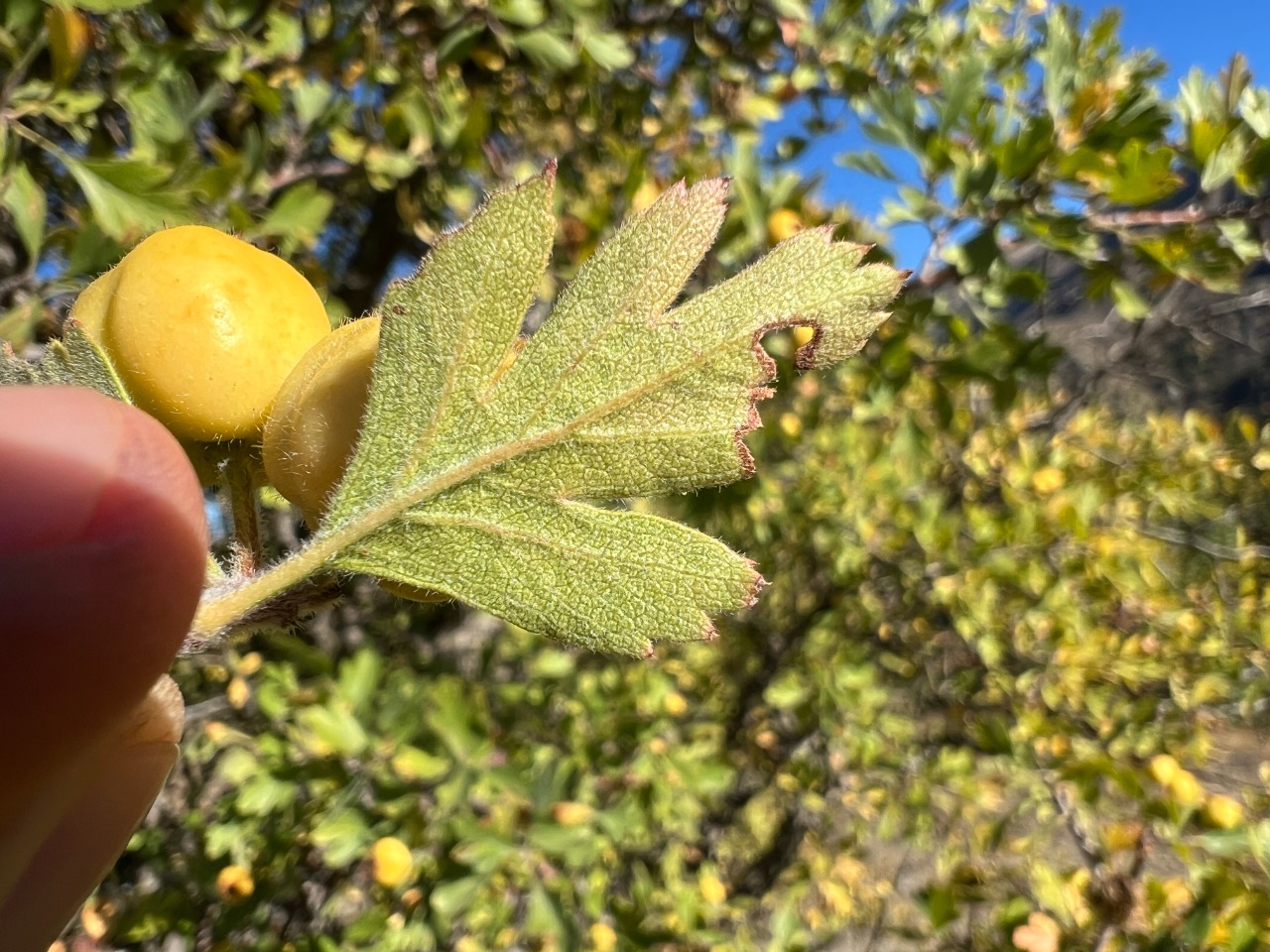Crataegus x bornmuelleri