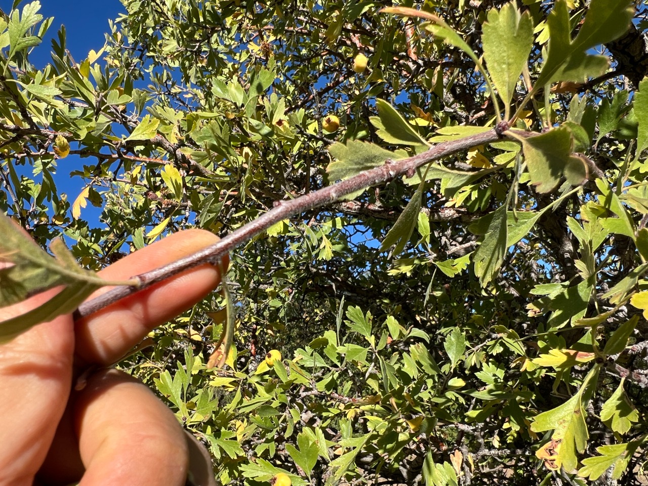 Crataegus x bornmuelleri