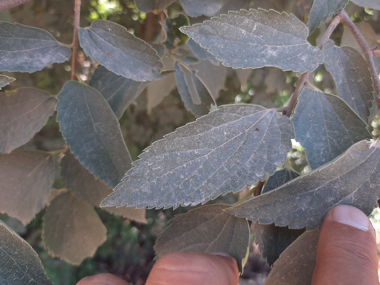 Celtis caucasica