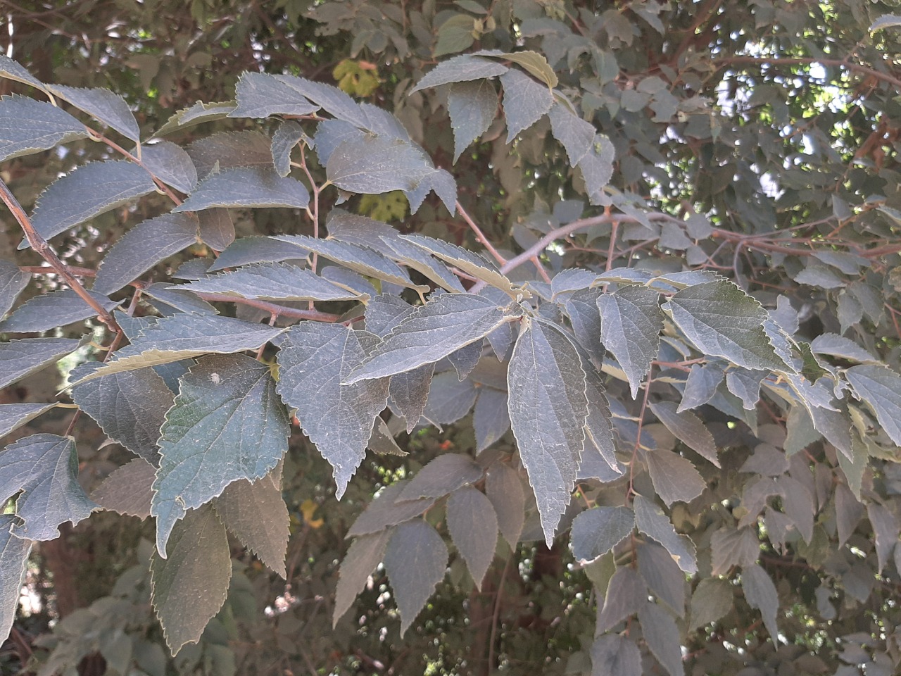 Celtis caucasica