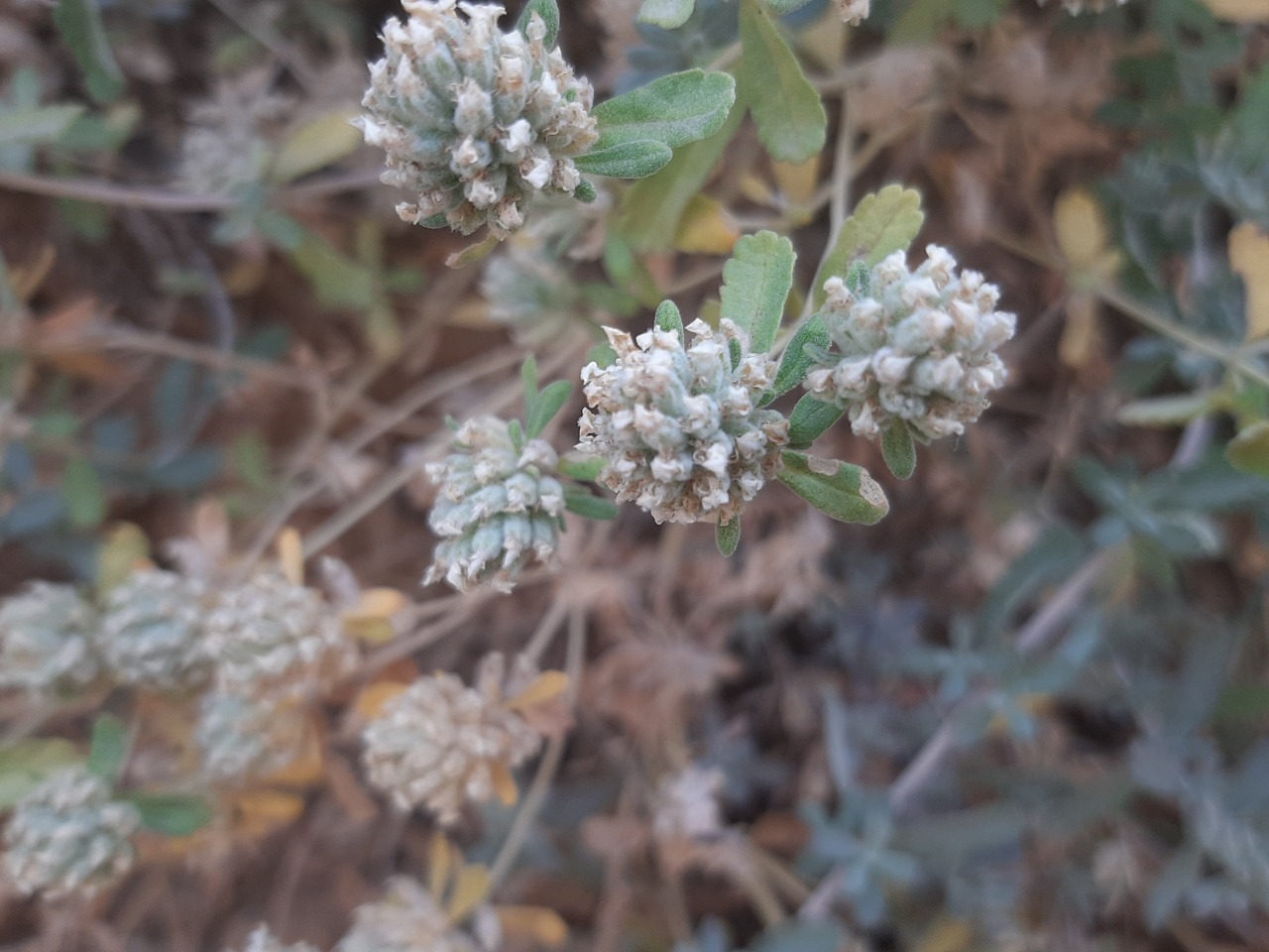 Teucrium capitatum