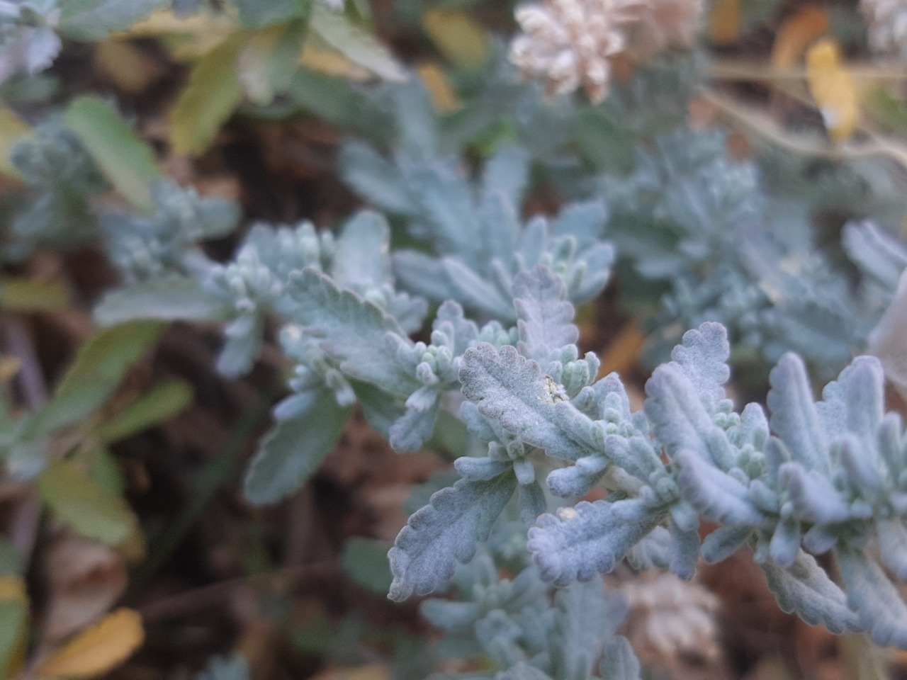 Teucrium capitatum