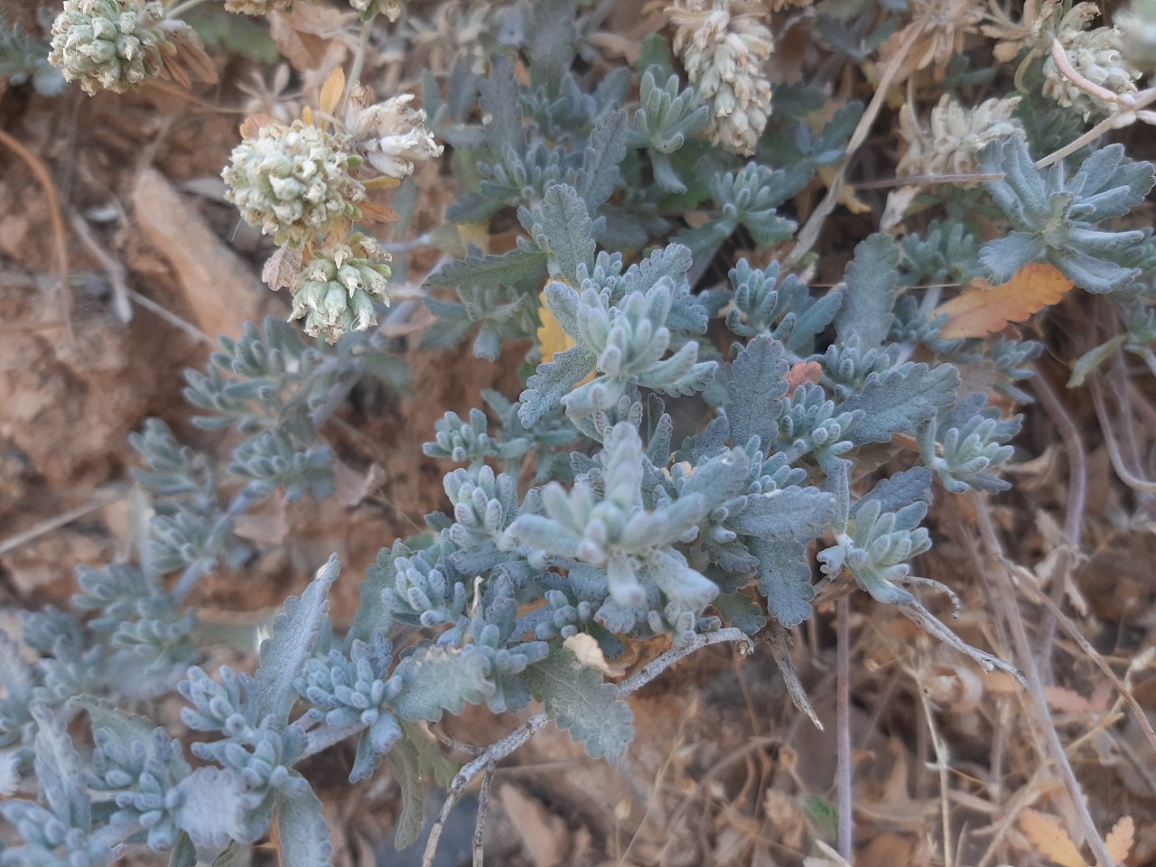 Teucrium capitatum