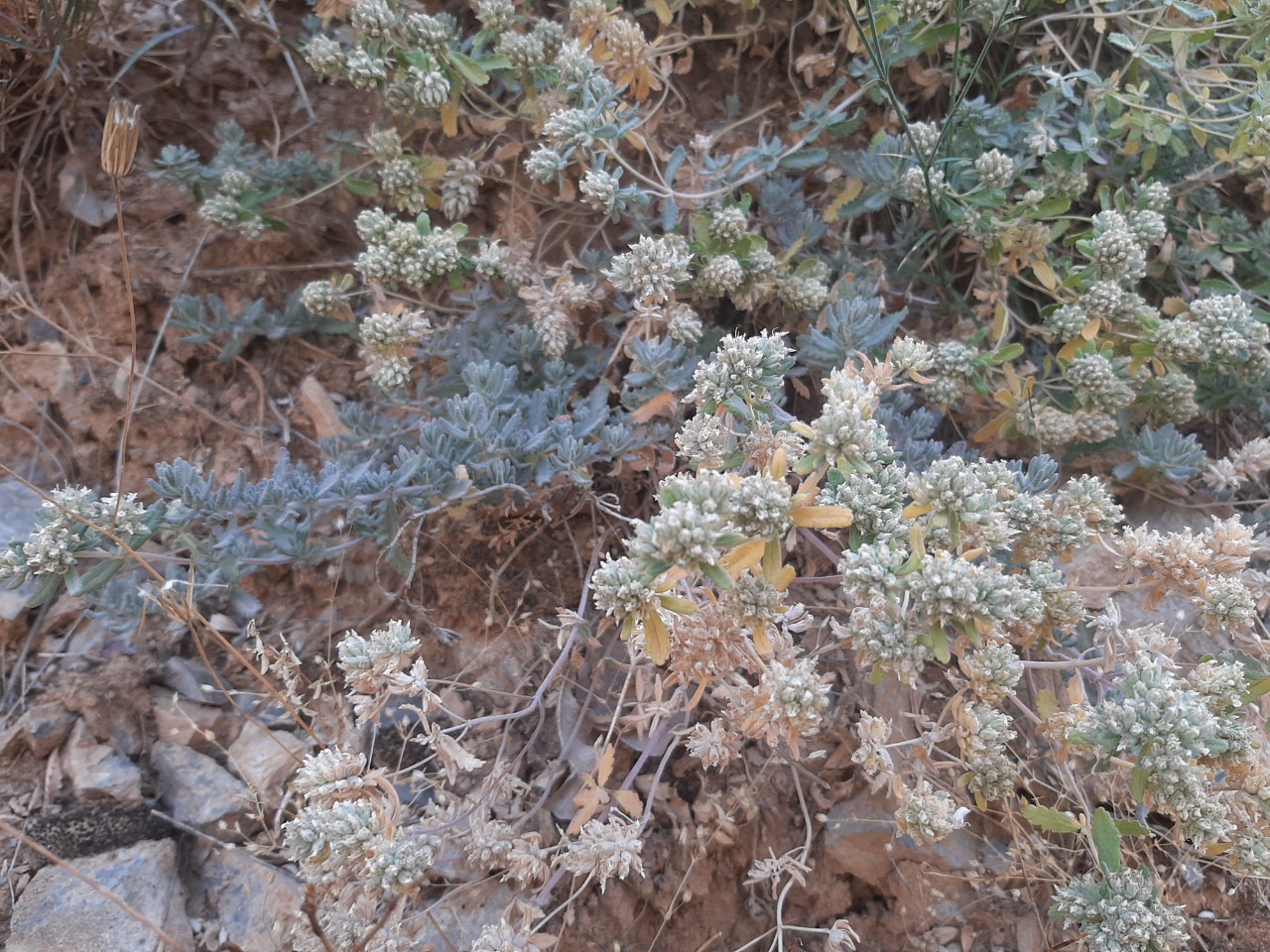 Teucrium capitatum