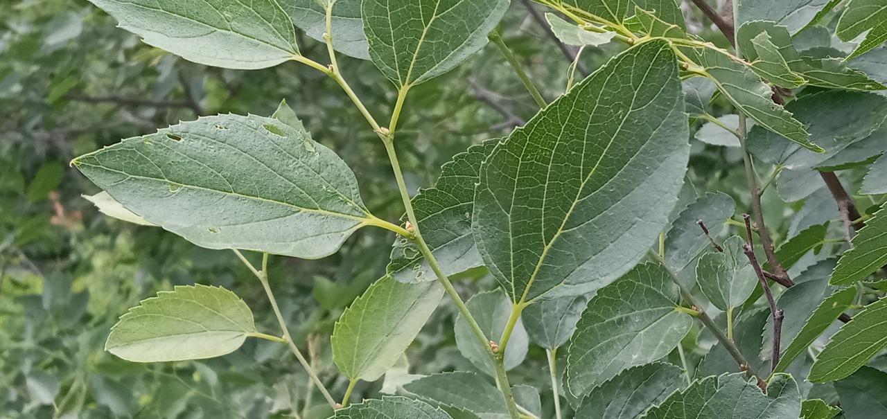 Celtis glabrata