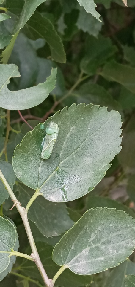 Celtis glabrata